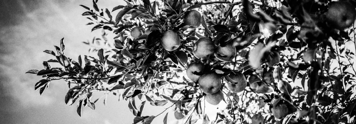 Apple Tree in black and white