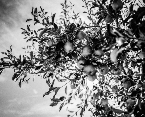 Apple Tree in black and white