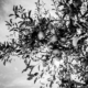 Apple Tree in black and white